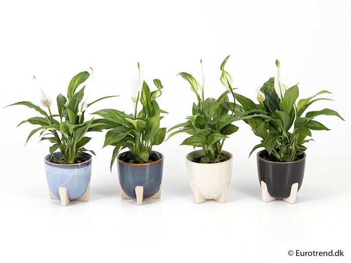 <h4>SPATHIPHYLLUM P6 E 9577</h4>