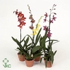 Odontoglossum gemengd