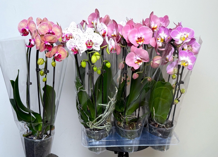 <h4>PHAL EL CASCADE</h4>