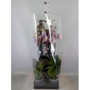 Phalaenopsis  'FC Black Stripes'