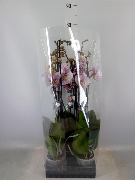 <h4>Phalaenopsis 'FC Black Stripes'</h4>