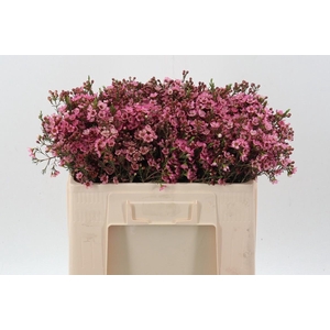 Cham Sarah's Delight