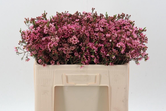 <h4>Cham Sarah's Delight</h4>