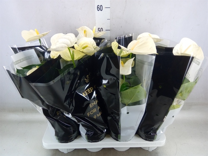 <h4>Anthurium andr. 'Alpine'</h4>