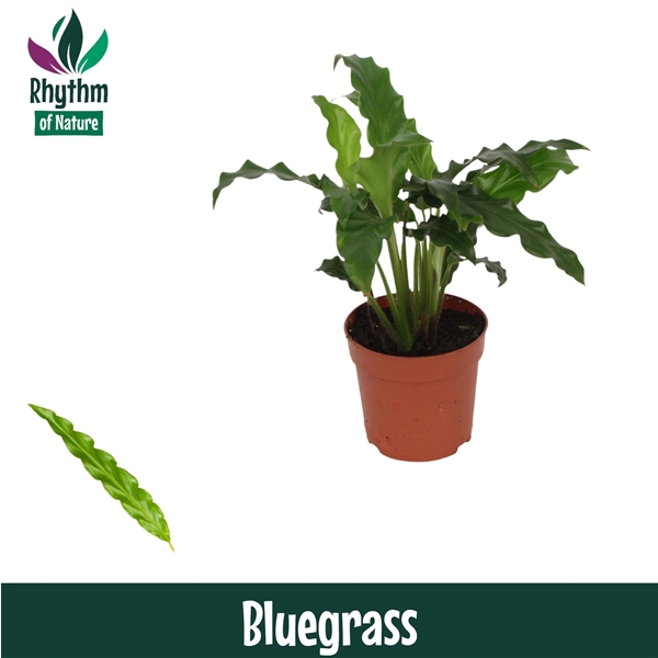 <h4>Calathea 7cm Bluegrass</h4>