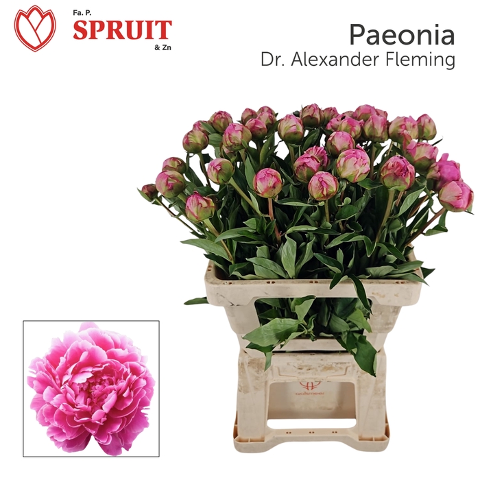 <h4>PAEO L ALEX FLEMING 996</h4>