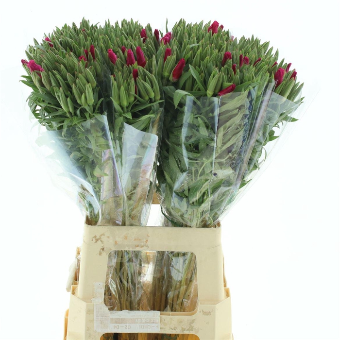 <h4>Clarkia Cerise</h4>