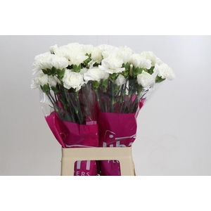 DIANTHUS ST MOONLIGHT