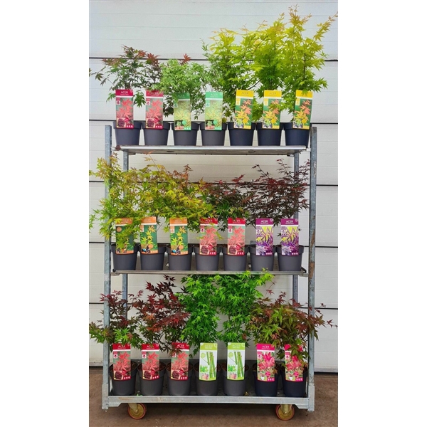 <h4>Acer palm. diverse mix volle CC</h4>