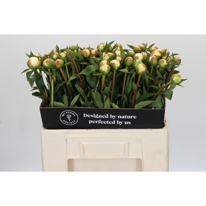 Paeonia Duchesse De Nemours