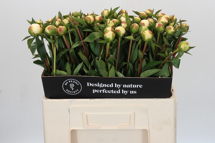 Paeonia Duchesse De Nemours