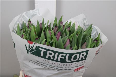 <h4>Tu Co Crown Negrita</h4>