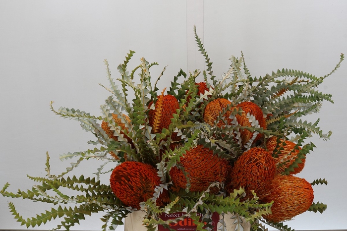 <h4>Banksia Speciosa Orange</h4>