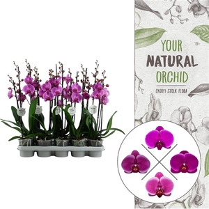 Your Natural Orchid | Lila | Phalaenopsis 2 spike