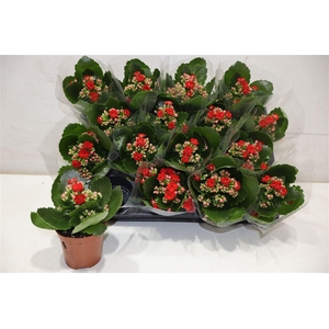 arr8 Kal Ge Don Justino