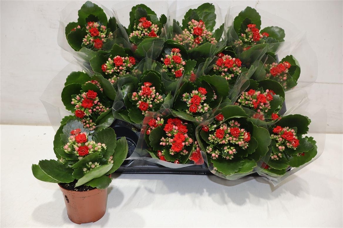 arr8 Kal Ge Don Justino