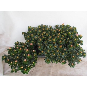 RHODO SI SACHSENSTER