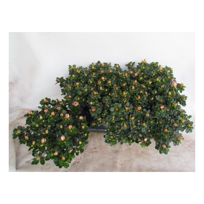 <h4>RHODO SI SACHSENSTER</h4>