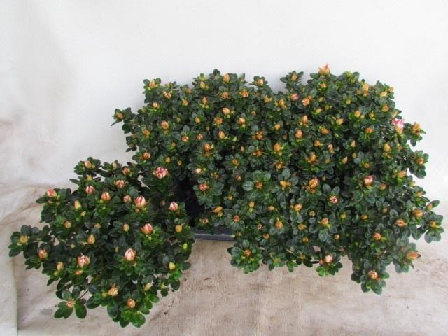 <h4>RHODO SI SACHSENSTER</h4>