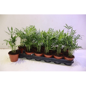 arr8 Chamaed Elegans