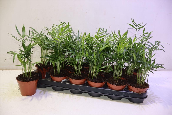 <h4>arr8 Chamaed Elegans</h4>