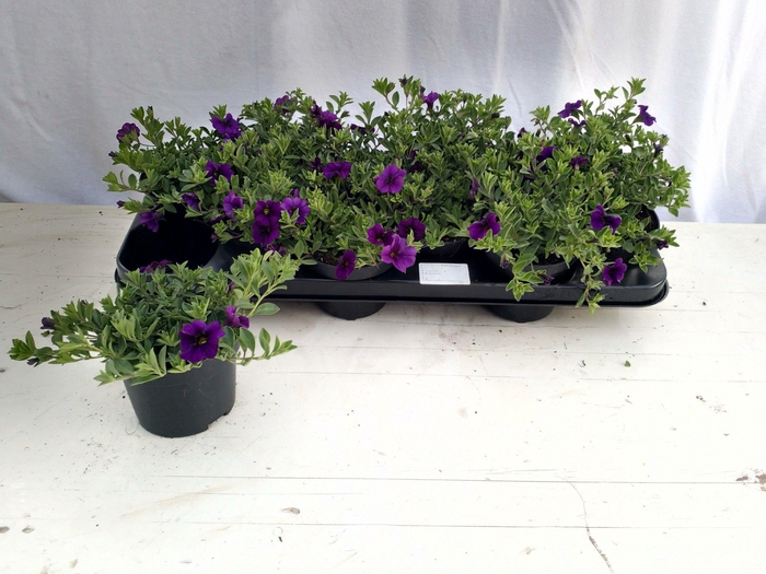 <h4>CALIB CA DARK BLUE</h4>