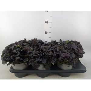 Ajuga  'Feath Friends Noble Night'