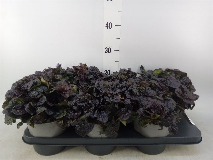 <h4>Ajuga  'Feath Friends Noble Night'</h4>