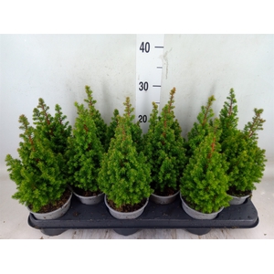 Chamaecyparis thyo. 'Spitsbergen'