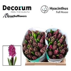 Hyac Full House New!