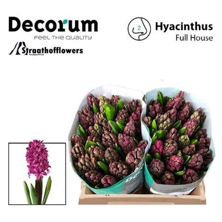 <h4>Hyac Full House New!</h4>