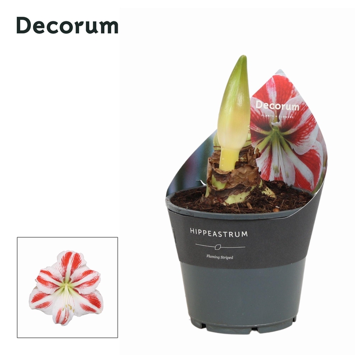 <h4>Amaryllis Flaming Striped 2 Knop (Decorum)</h4>