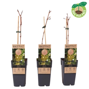 Vitis overig wit
