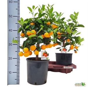 Citr Microcarpa