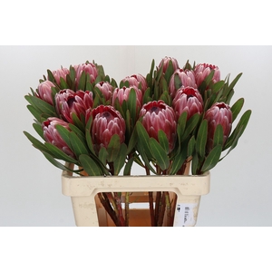 Protea Pink Ice