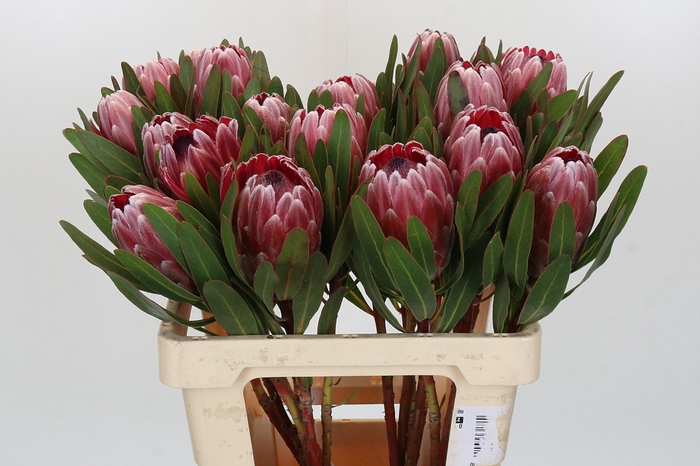 <h4>Protea Pink Ice</h4>