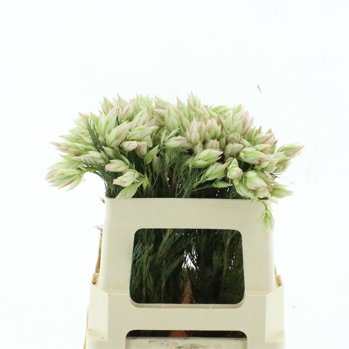 <h4>Blushing Bride White 4-5 Buds</h4>