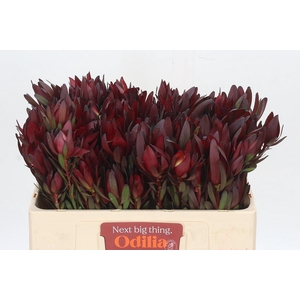 Leucadendron Safari Sunset Spray