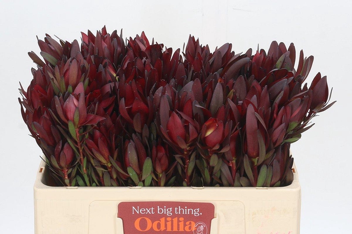 <h4>Leucadendron Safari Sunset Spray</h4>