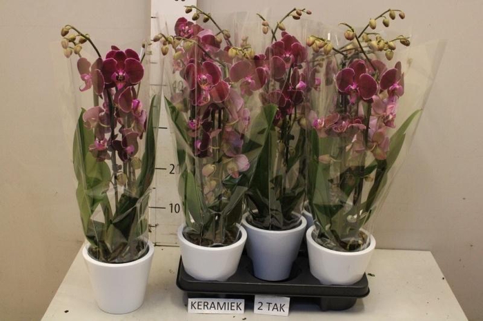 <h4>ARR PHAL MT</h4>