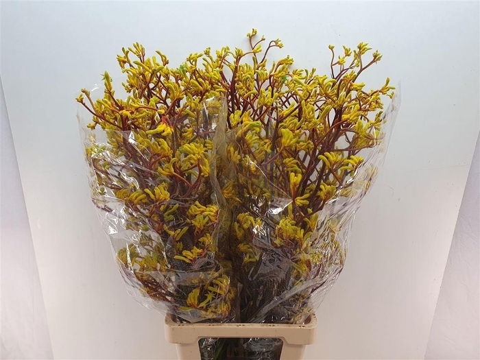 <h4>ANIGOZ YELLOW GEM</h4>