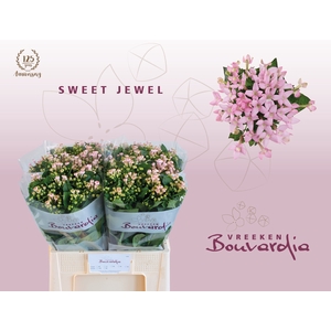 BOU EN SWEET JEWEL