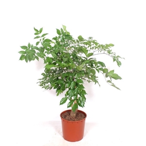 Heteropanax chinensis