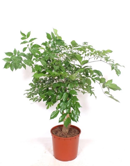 <h4>Heteropanax chinensis</h4>