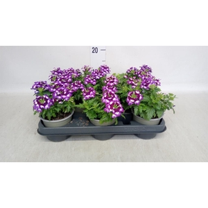 Verbena   ...