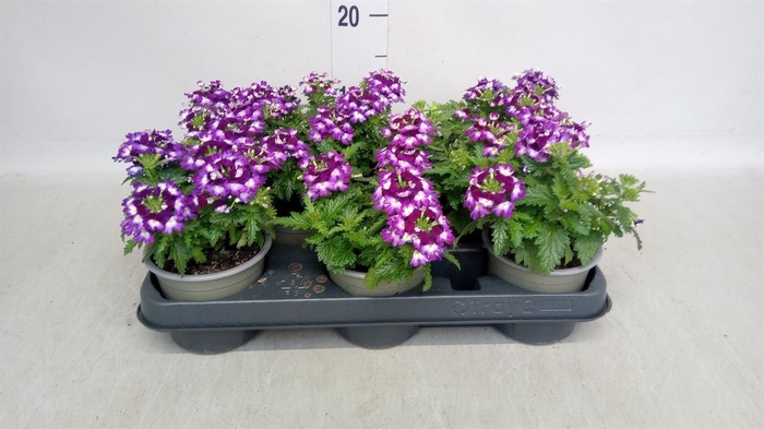 <h4>Verbena   ...</h4>