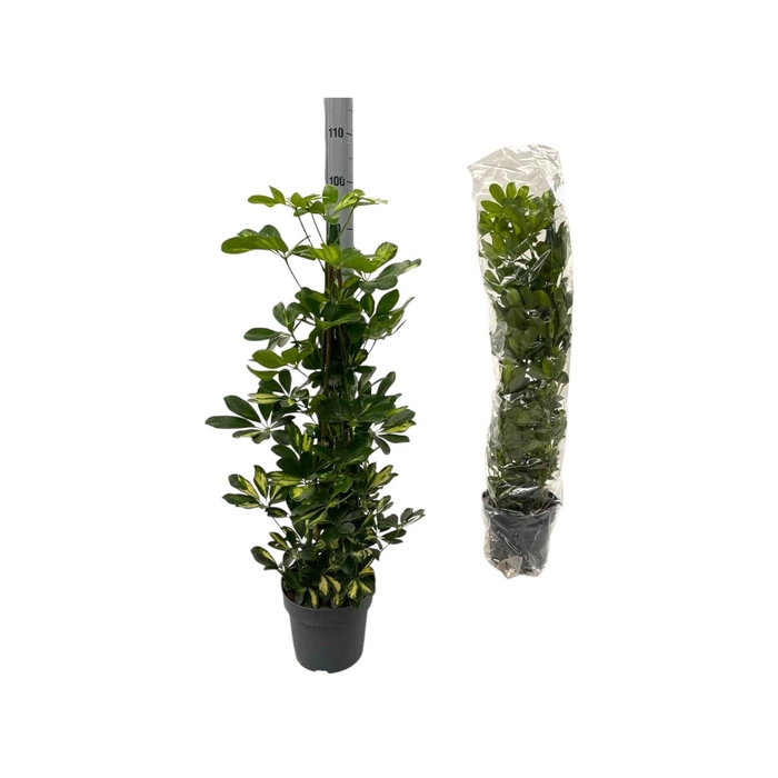 <h4>SCHEF AR GOLD CAPELL</h4>