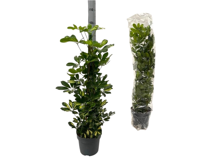 <h4>SCHEF AR GOLD CAPELL</h4>