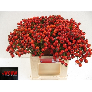 ROSA MANDARIN HIPHOP