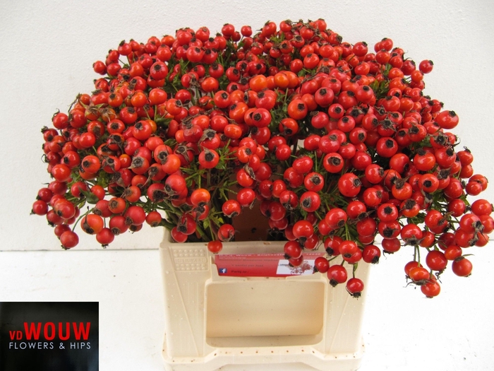 <h4>ROSA MANDARIN HIPHOP</h4>